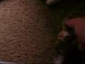 Mah Kittehs!!!!!