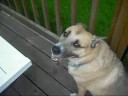 My amazing doggies!!