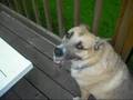 My amazing doggies!!