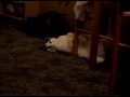 Silly cat