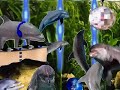 Disco Dolphin (Cetacean Groove) Disco Dolphin (Cetacean Groove)