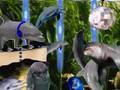 Disco Dolphin (Cetacean Groove)