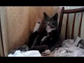 Chillin`cat (Тимошино лапоблудие)