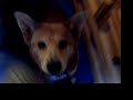 My Awesome Dog Rusty My Awesome Dog Rusty