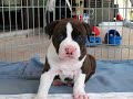 American   Staffordshire   Terrier  --Atomic Energy--