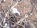 Mohawk River Bald Eagles 1-25-08 Cohoes NY