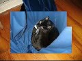 Gardinennest.avi