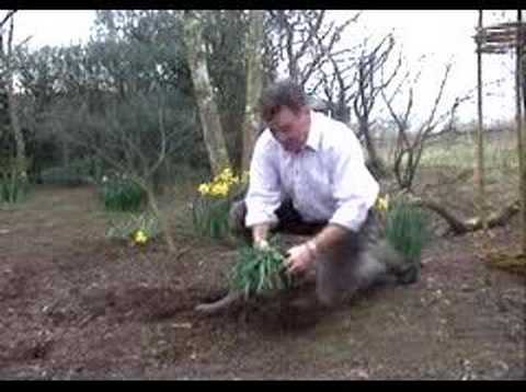 how to transplant snowdrops