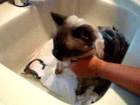 How to Bathe a Cat 0 How to Bathe a Cat