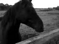 Tony the horse at dacre Tony the horse at dacre
