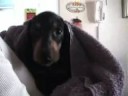 Milo the Dachshound