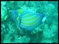 Koh Tao