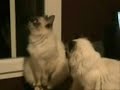 The Two Arguing Cats