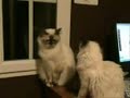 The Two Arguing Cats The Two Arguing Cats