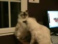The Two Arguing Cats