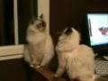 The Two Arguing Cats
