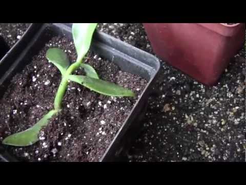 how to plant jade leaves