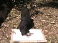 Chocolate Labrador paints his self-portrait