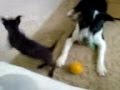 Stafford Terrier vs. Chihuahua