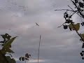snow goose hunting