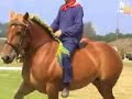 dressuur met Pietje Potent