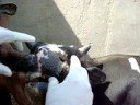 EufmdErice2008-GlobalControl-Cases of FMD type O in Iran