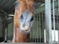 Singing and Talking Horse - Sonny Sings Baa Baa Black Sheep