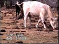 cow-having-calf.html