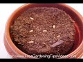 Growing Herbs With The Easiest Indoor Herb Garden Ever Growing Herbs With The Easiest Indoor Herb Garden Ever