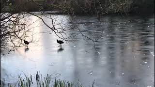 Ducks spotted skating in Tymon Park