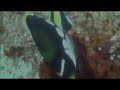 clown triggerfish