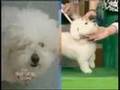 Morning Show with Mike & Juliet GROOMER HAS IT