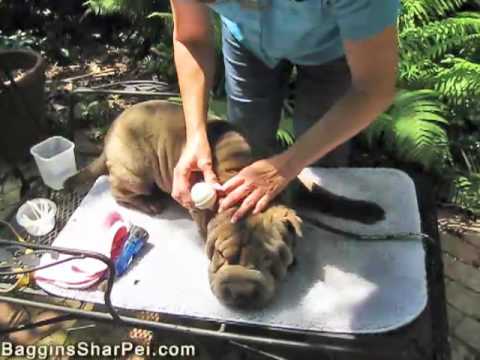 how to care shar pei