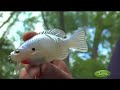 Bass Fishing Tips - Using Swimbaits - GetREELed.com