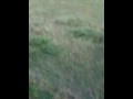 Visiting With the Horses