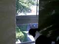 Chihuahua Zorro Hates Fed Ex