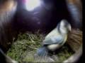 bird,Blue,December