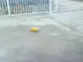 Petardo