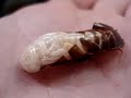 CUCARACHA MUDANDO CUCARACHA MUDANDO