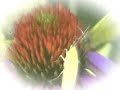 Butterflies on Coneflowers