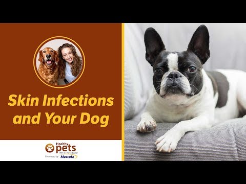 how to treat dogs with a yeast infection