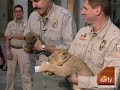 Cats Give A \"Purr-formance\" Cats Give A \"Purr-formance\"