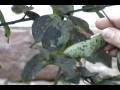 Black Sooty Mold on Crape Myrtles