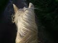Galop tatia