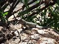 lizard pushups lizard pushups