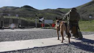 MARSOC K9 Training