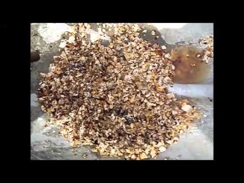 how to provide phosphorus to plants