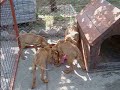 4 kicsi vizsla