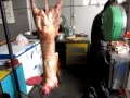 Mike Shayan top ten Funny 08 0Lamb woman or men greatest most popular