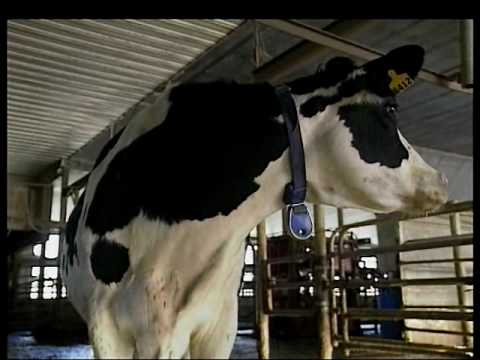 DeLaval activity meter (Venice view dairy, New York, USA)